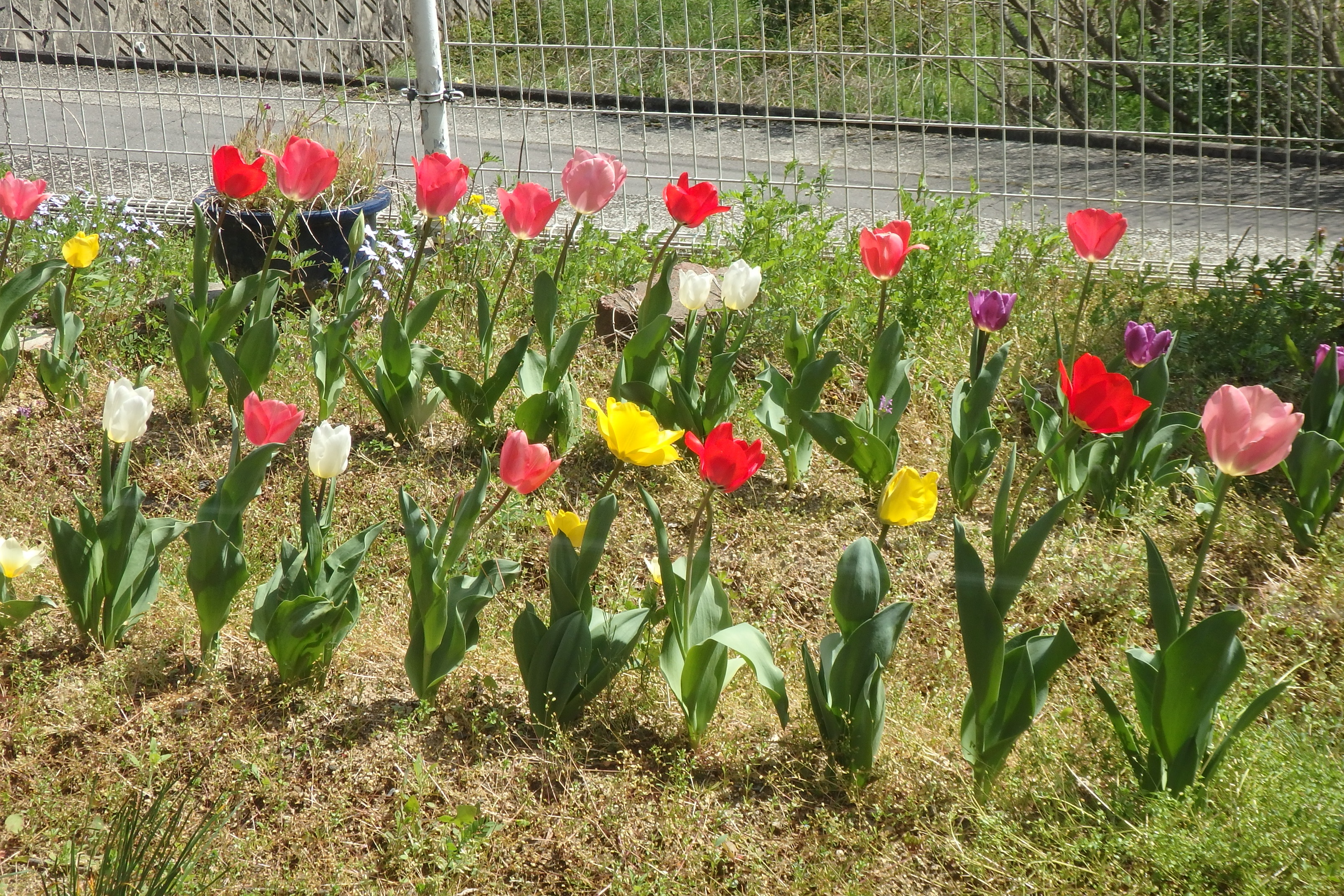 小さな花壇にチューリップの花が咲きました 社会福祉法人 正友会