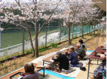 花見会食