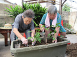 夏野菜の植え付け・栽培 収穫